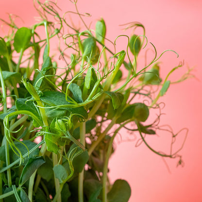 Pea 'Afila' – Pea Shoots - Seeds