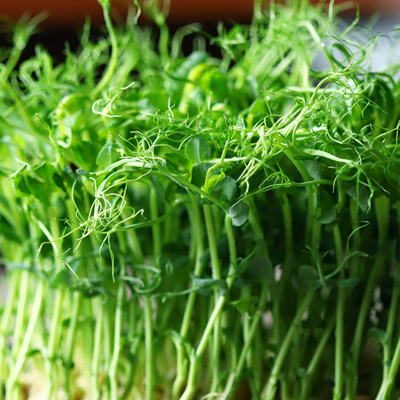 Pea 'Afila' – Pea Shoots - Seeds