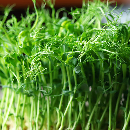 Pea 'Afila' – Pea Shoots - Seeds