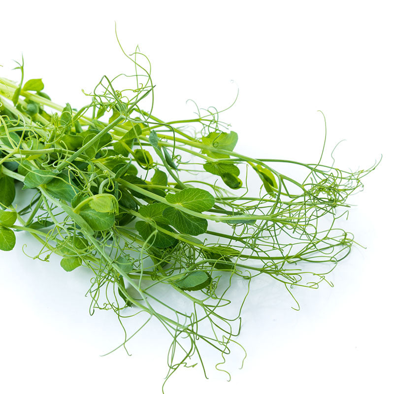 Pea 'Afila' – Pea Shoots - Seeds