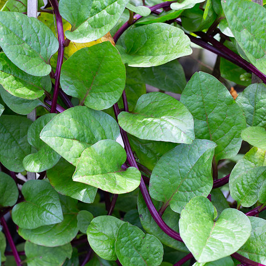 Red Malabar Spinach Seeds