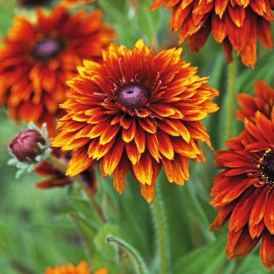 Rudbeckia hirta 'Cherokee Sunset' Seeds