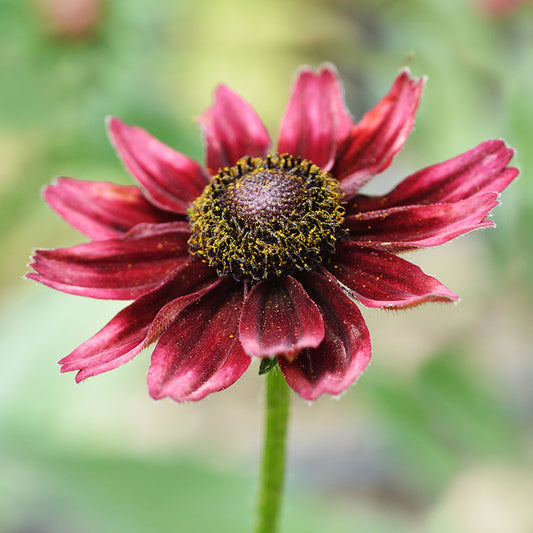 Rudbeckia hirta 'Cherry Brandy' Seeds