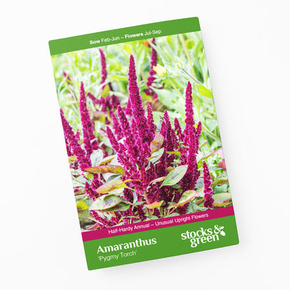 Amaranthus 'Pygmy Torch' Seeds