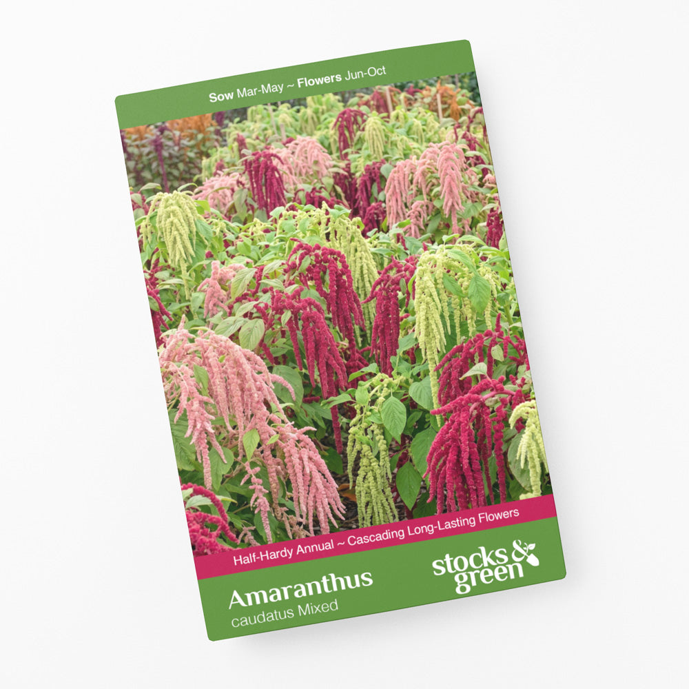 Amaranthus caudatus Mixed Seeds