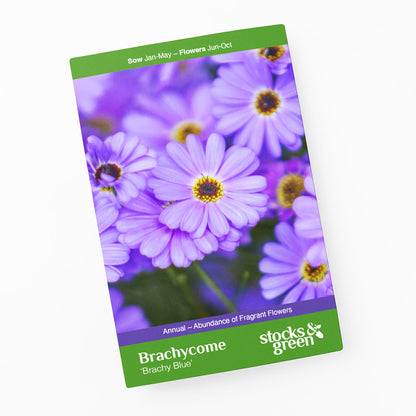 Brachycome 'Brachy Blue' Seeds