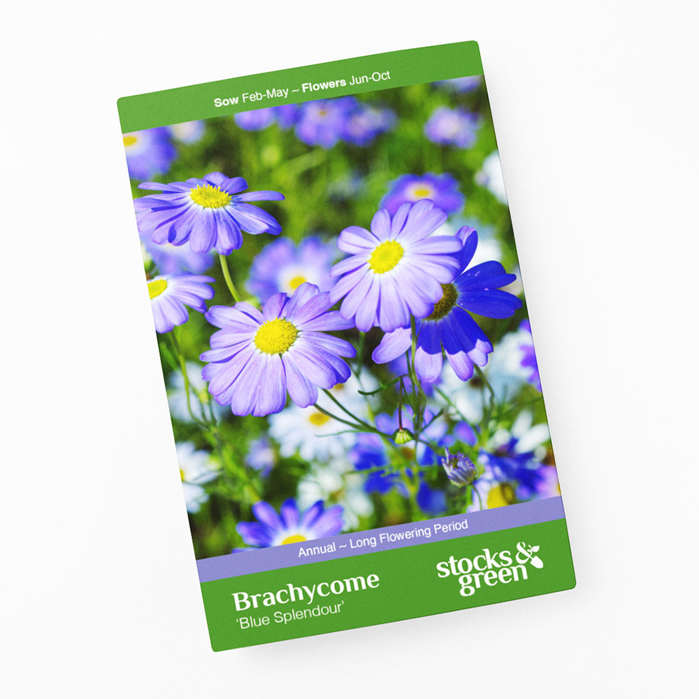 Brachycome 'Blue Splendour' - Swan River Daisy Seeds