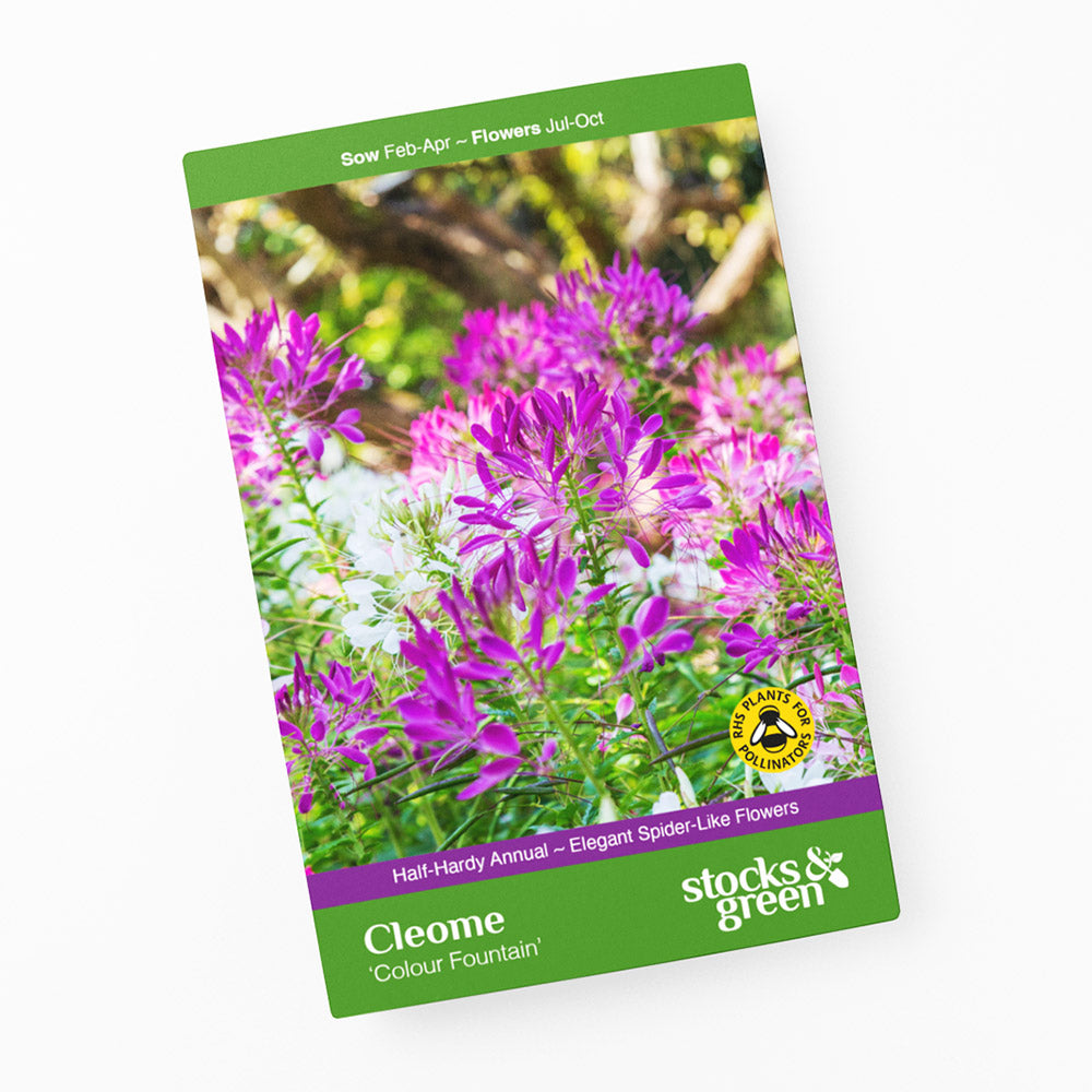 Cleome 'Colour Fountain' Seeds
