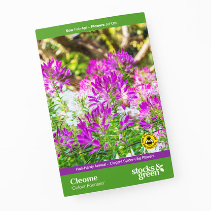 Cleome 'Colour Fountain' Seeds
