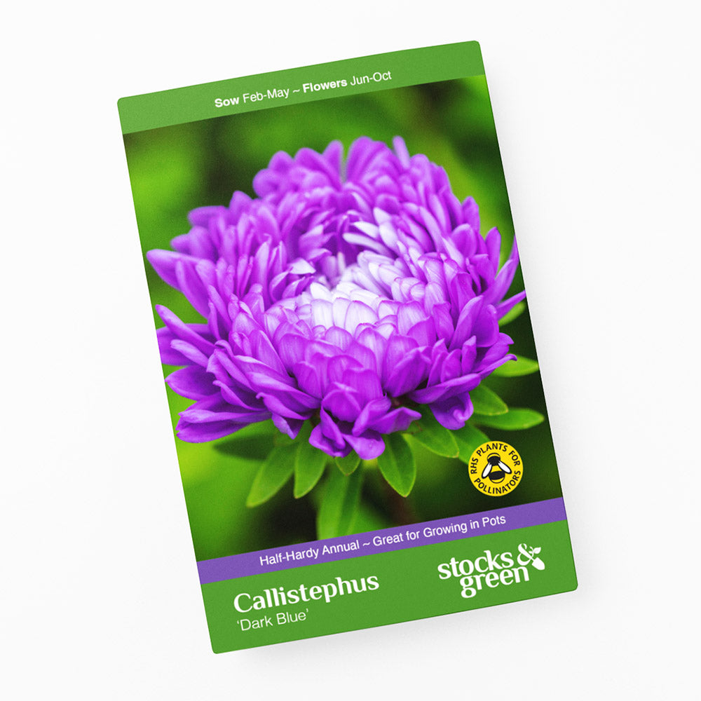 Callistephus 'Dark Blue' Seeds