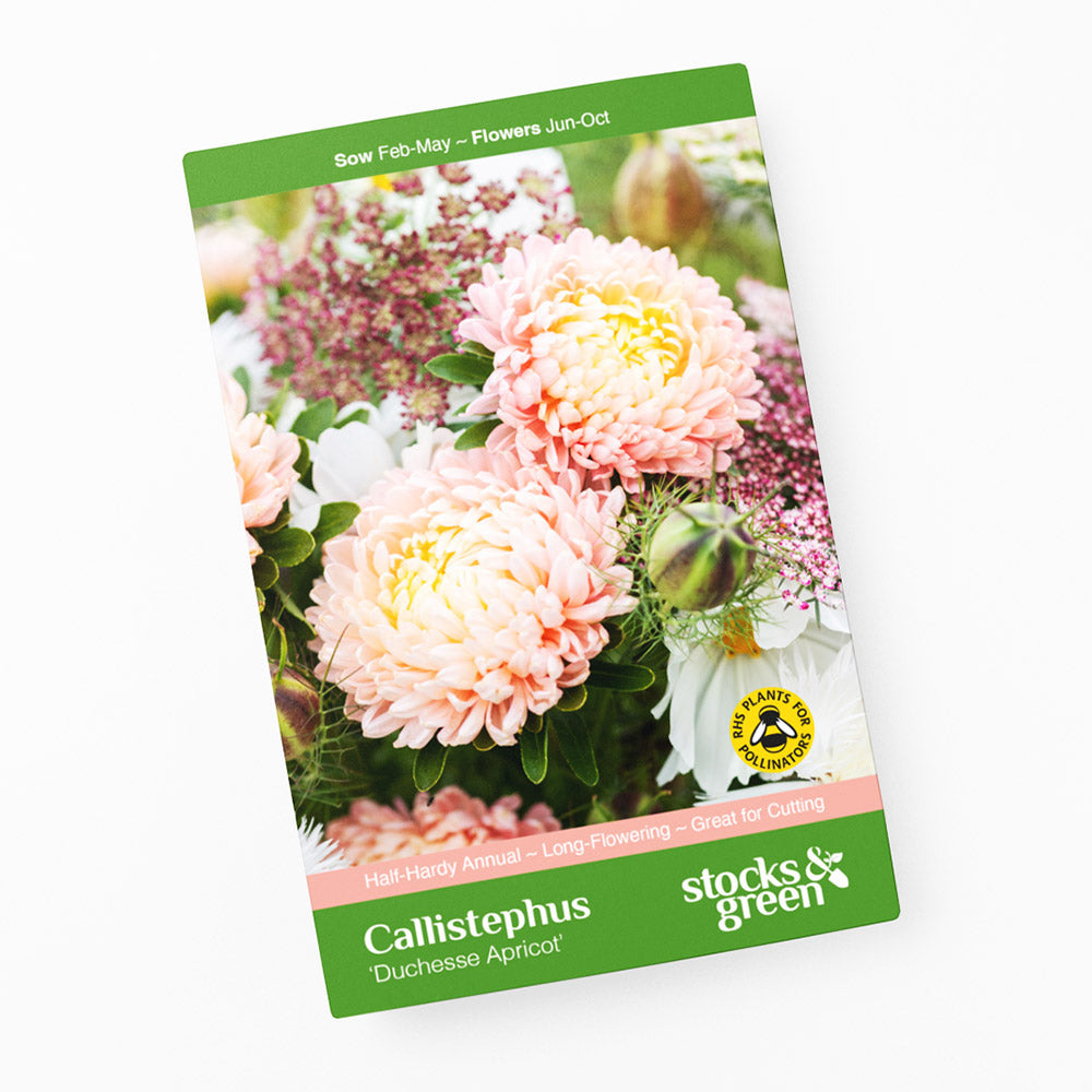 Callistephus 'Duchesse Apricot' Seeds