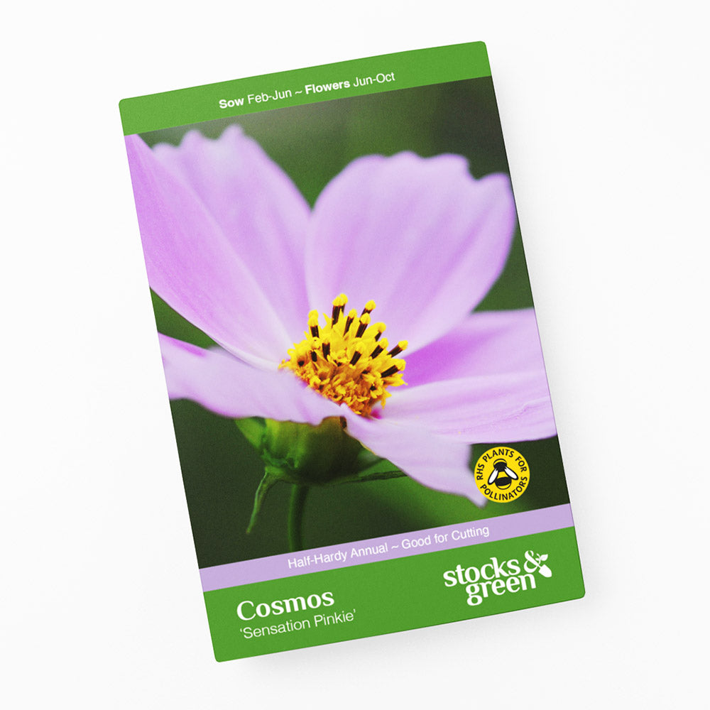 Cosmos Sensation 'Pinkie' Seeds