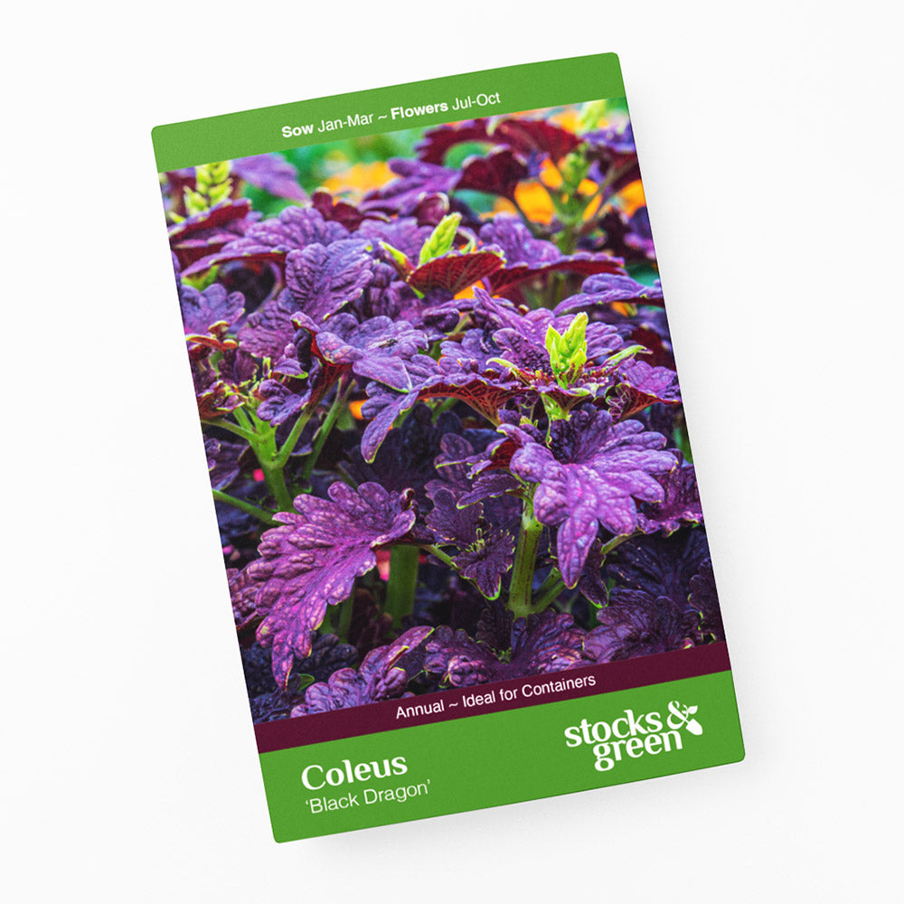 Coleus 'Black Dragon' Seeds
