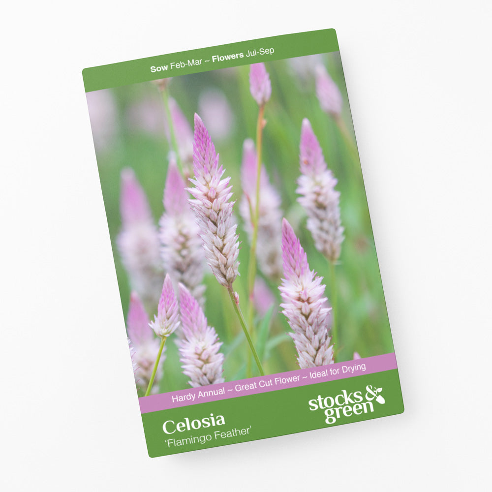 Celosia 'Flamingo Feather' Seeds