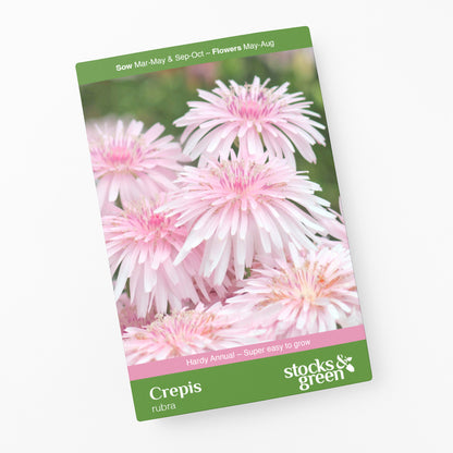 Crepis rubra Seeds
