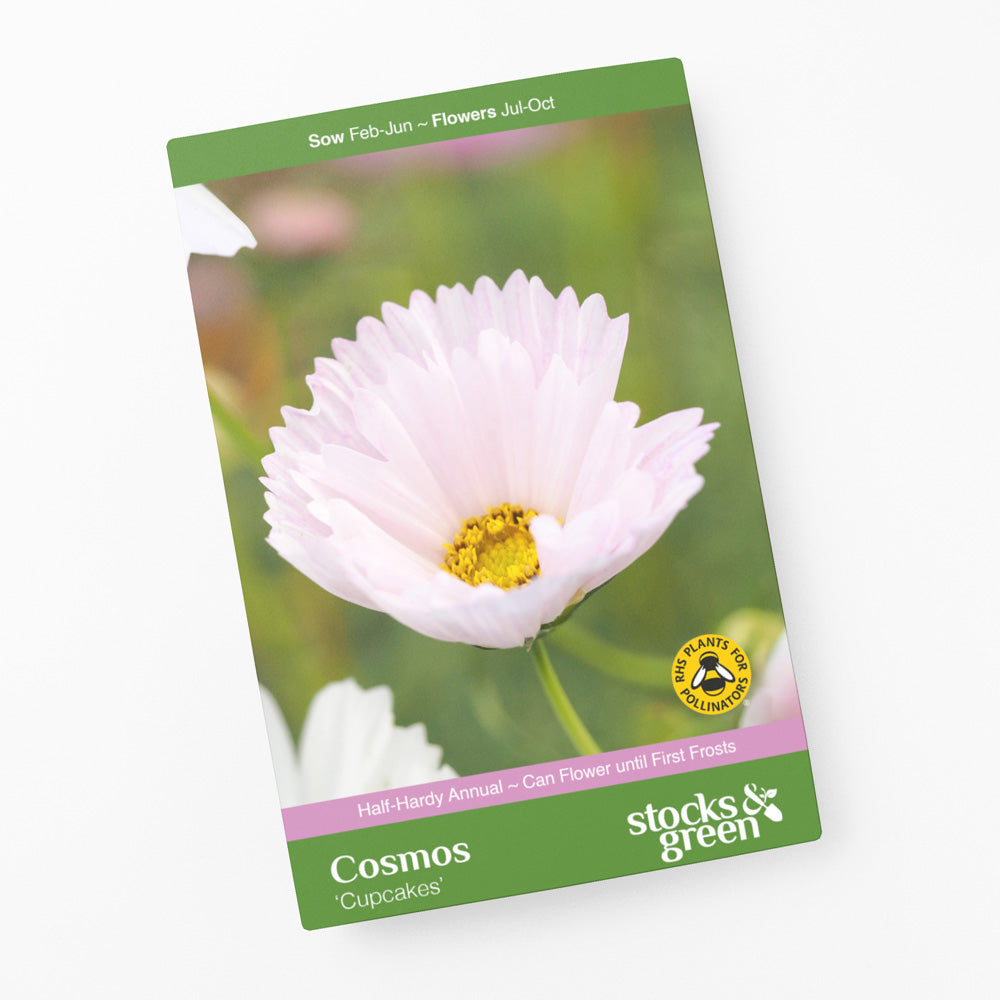 Cosmos 'Cupcakes' Seeds