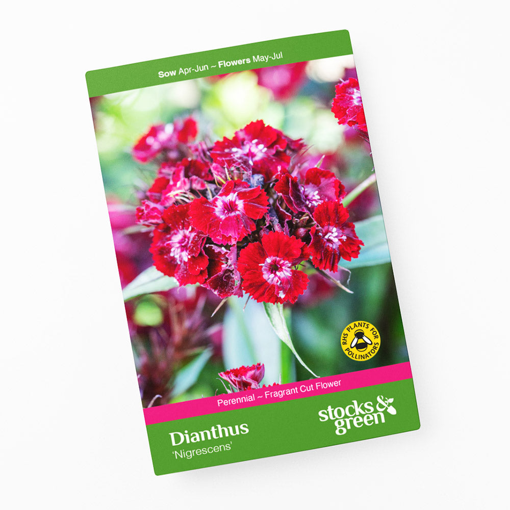 Dianthus barbatus 'Nigrescens' Seeds