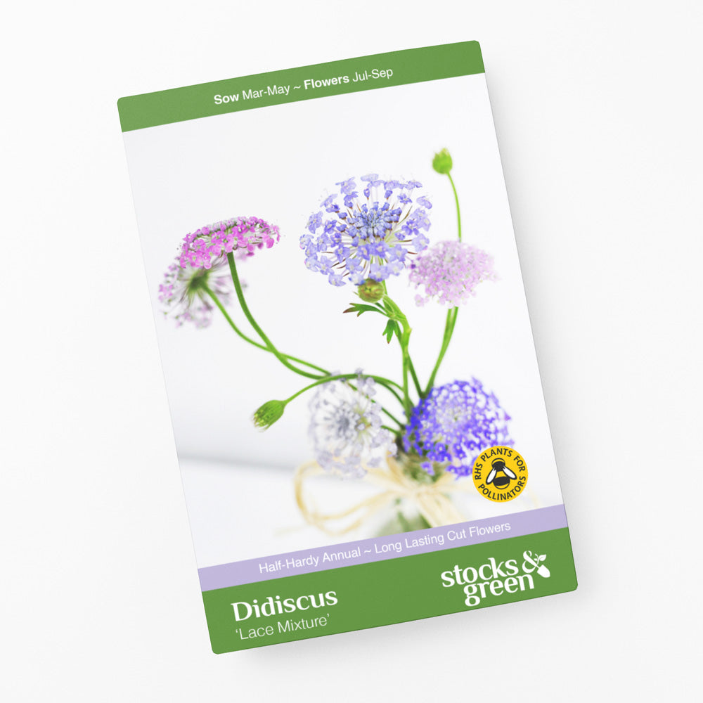 Didiscus caeruleus 'Lace Mixture' Seeds