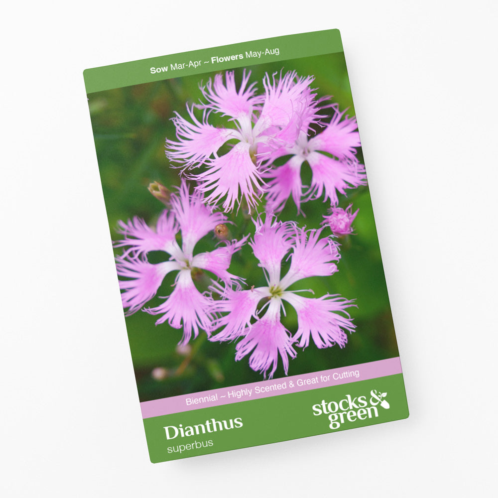 Dianthus superbus Seeds