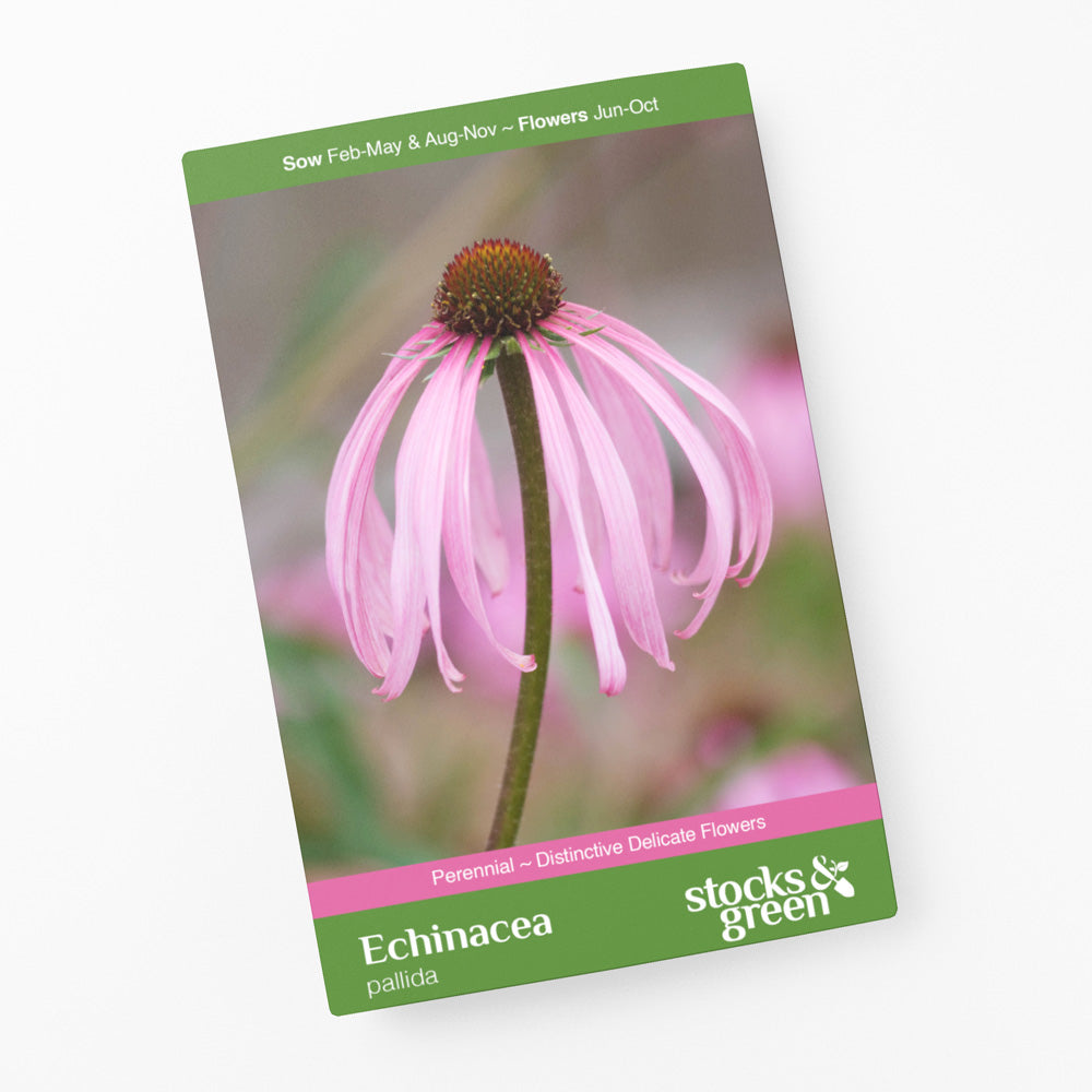 Echinacea pallida Seeds
