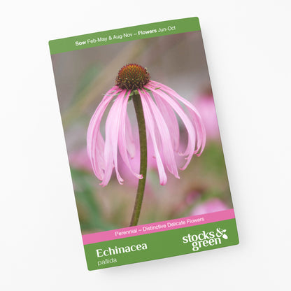 Echinacea pallida Seeds