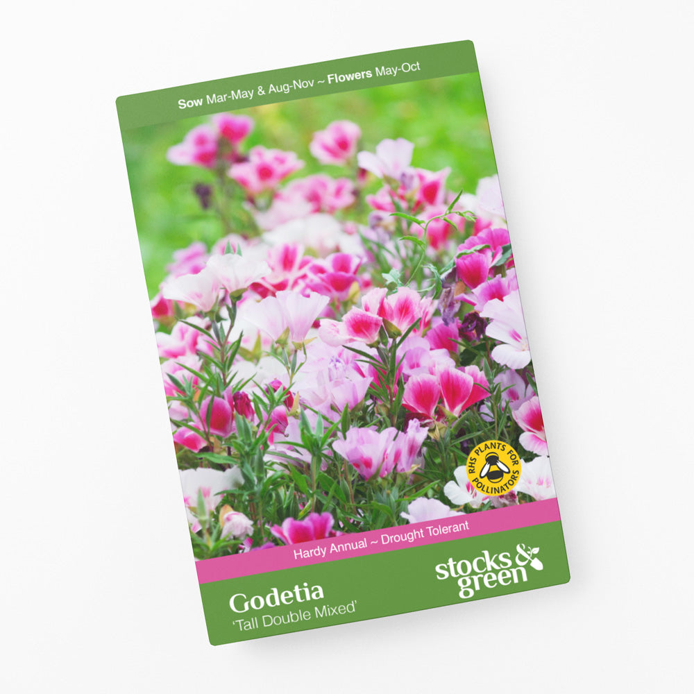 Godetia grandiflora 'Tall Double Mixed' Seeds