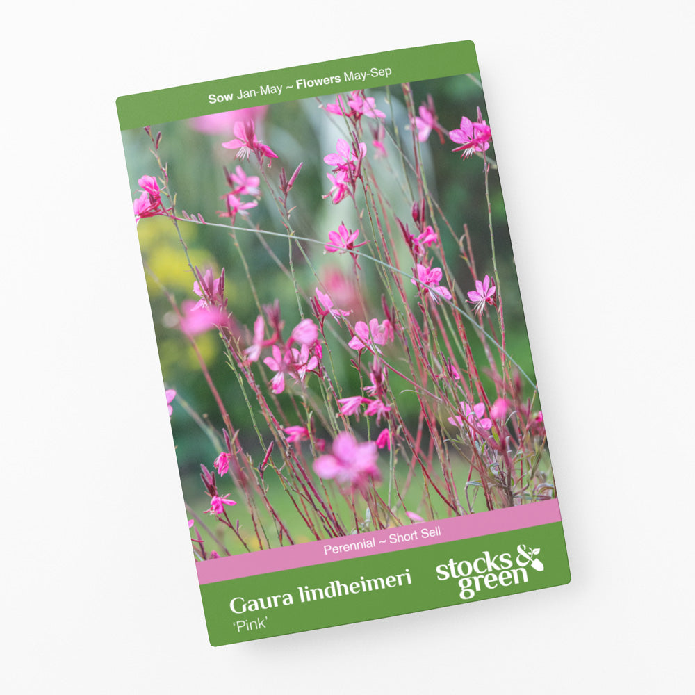Gaura lindheimeri 'Pink'