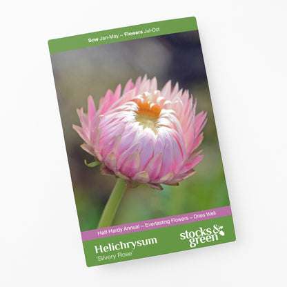 Helichrysum 'Silvery Rose' Seeds