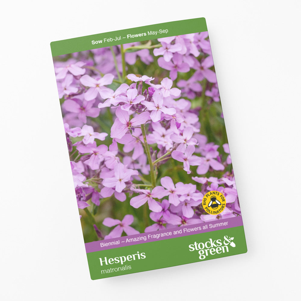 Hesperis matronalis Seeds