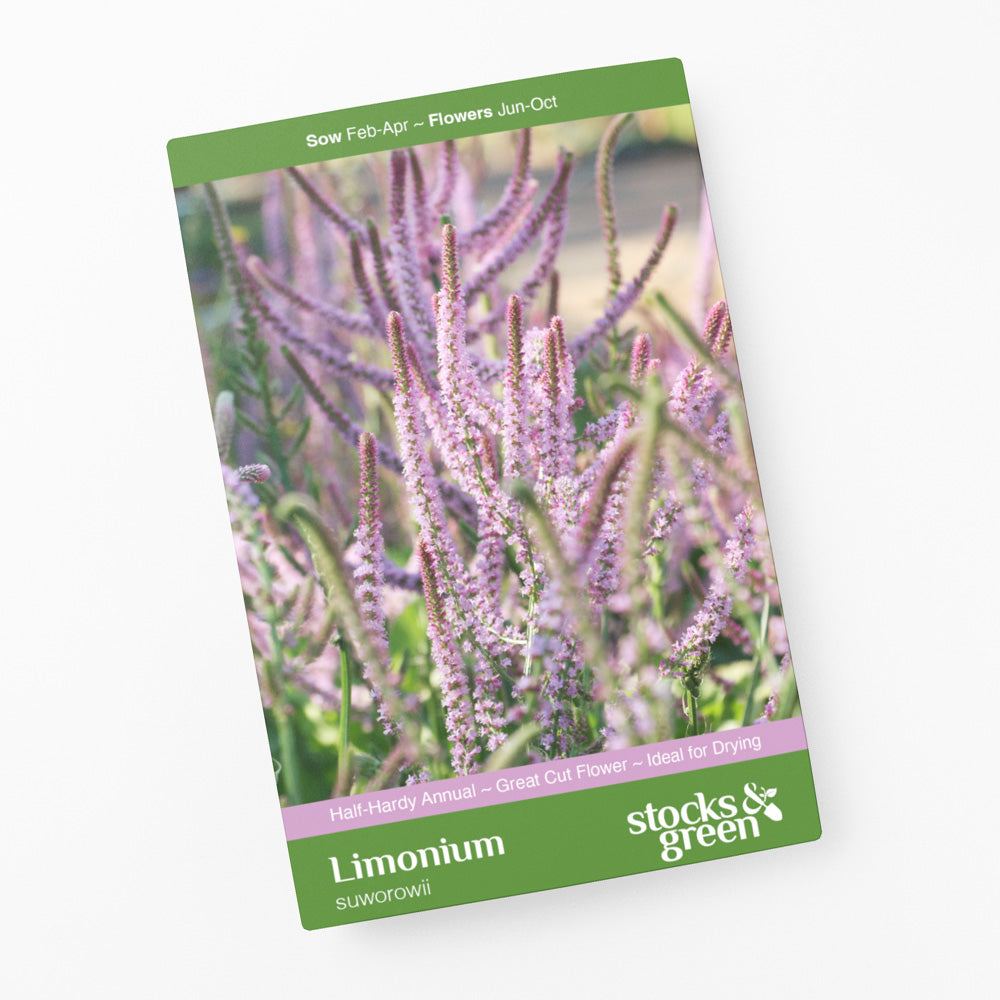 Limonium suworowii Seeds