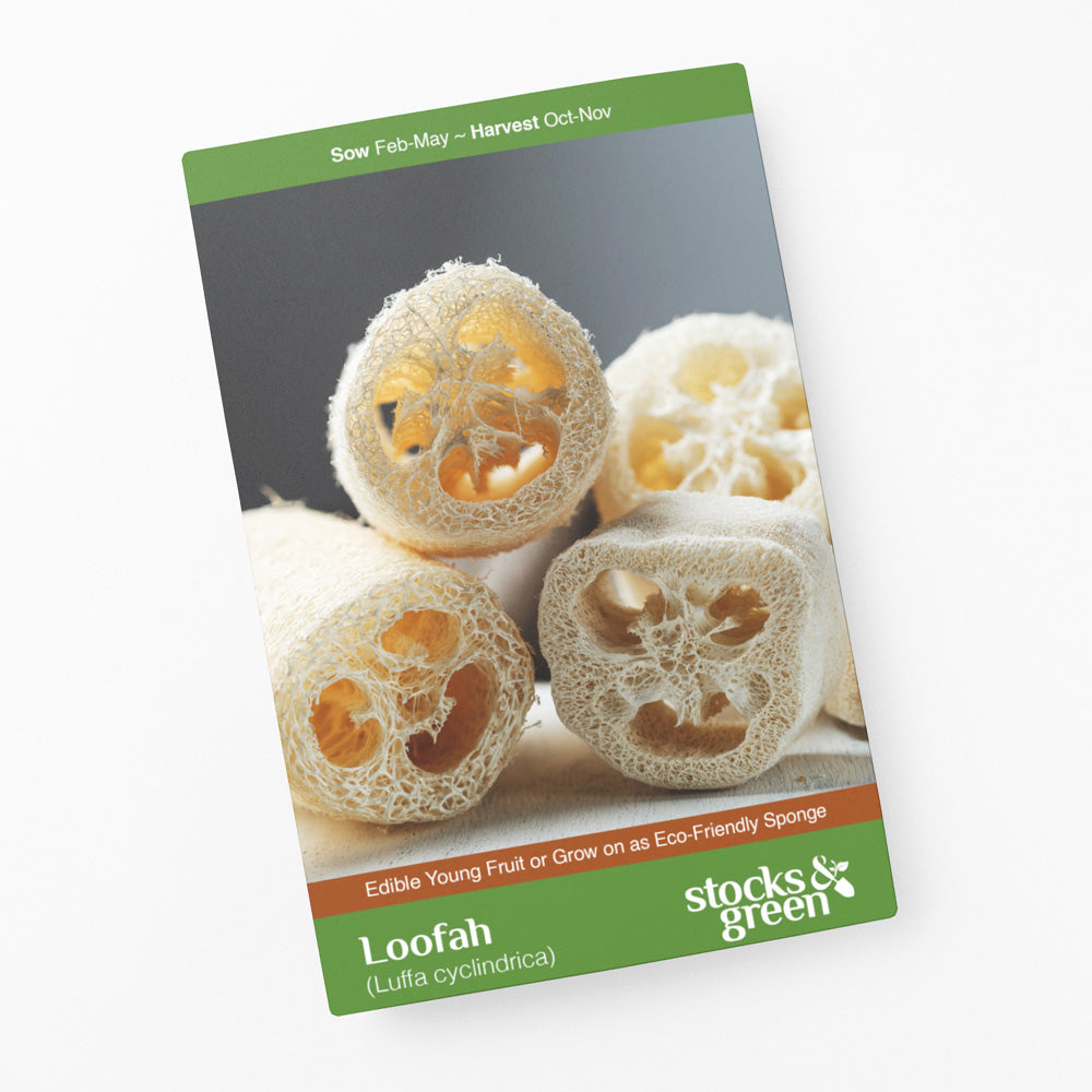 Loofah (Grow Your Own Sponge) Seeds