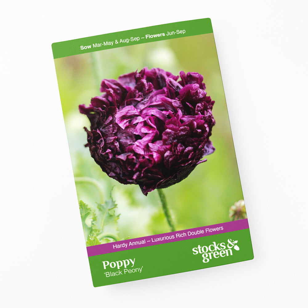 Papaver paeoniflorum 'Black Peony' (Poppy) Seeds