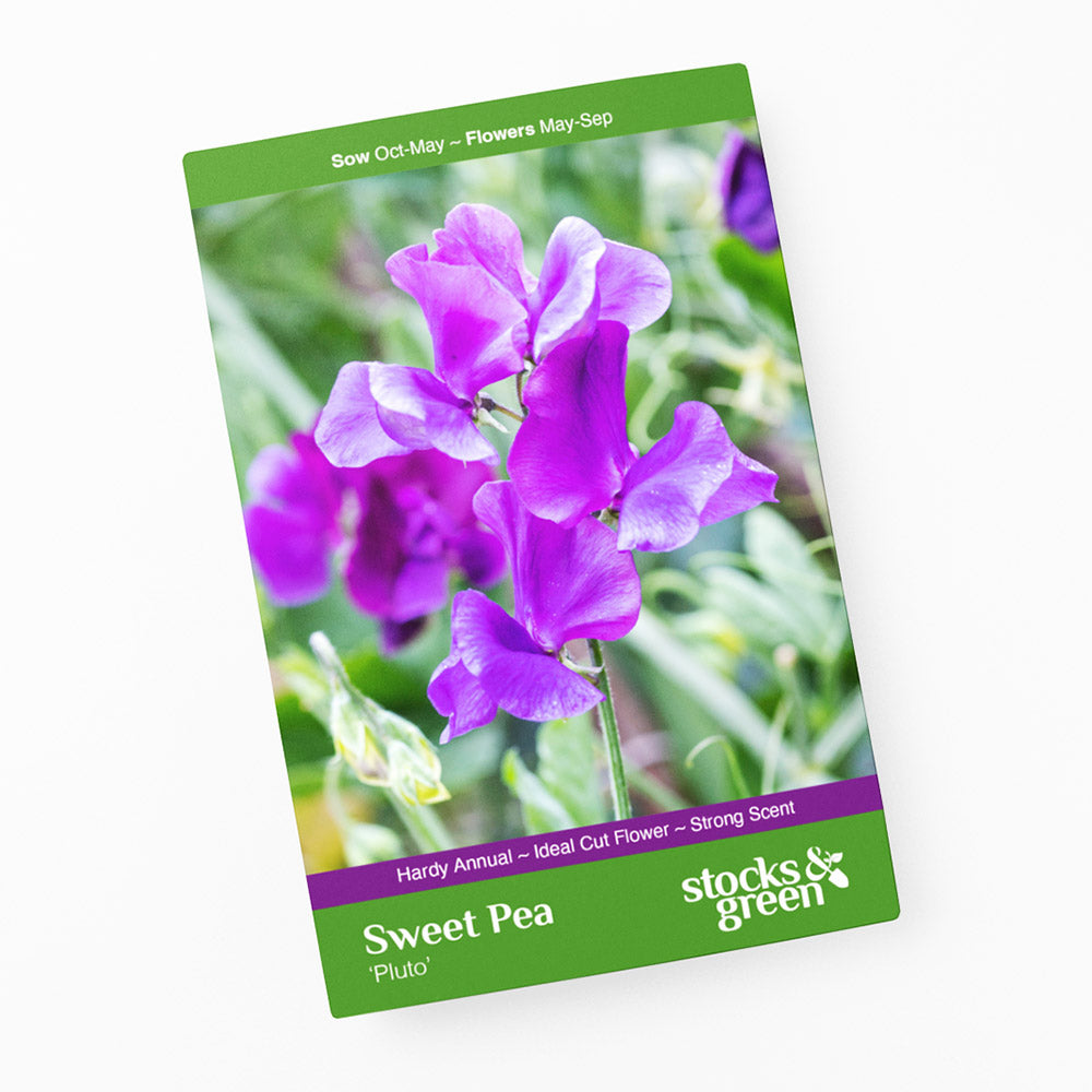 Lathyrus 'Pluto' (Sweet Peas) Seeds