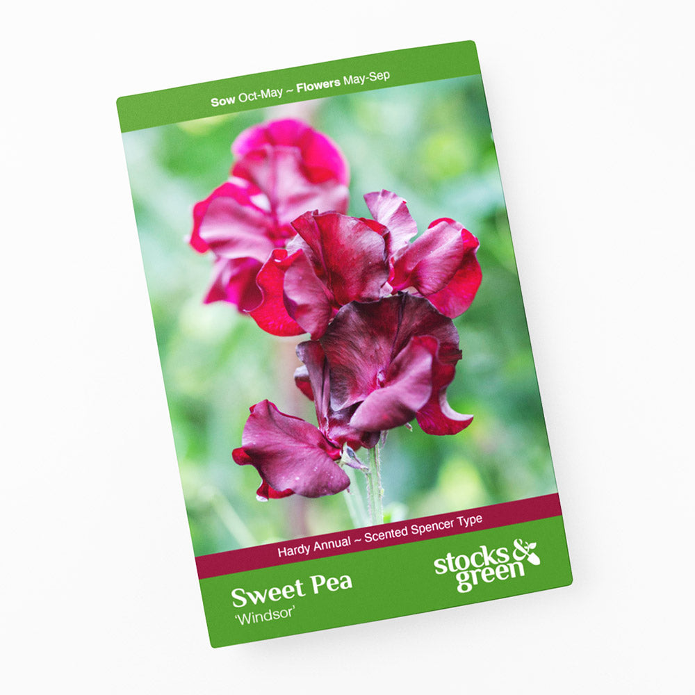 Lathyrus 'Windsor' (Sweet Peas) Seeds