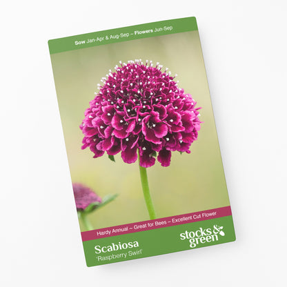 Scabiosa 'Raspberry Swirl' Seeds