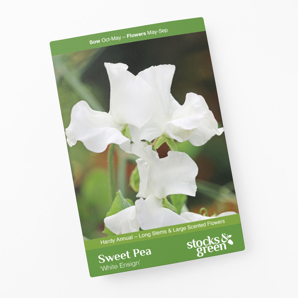 Lathyrus 'White Ensign' (Sweet Pea) Seeds
