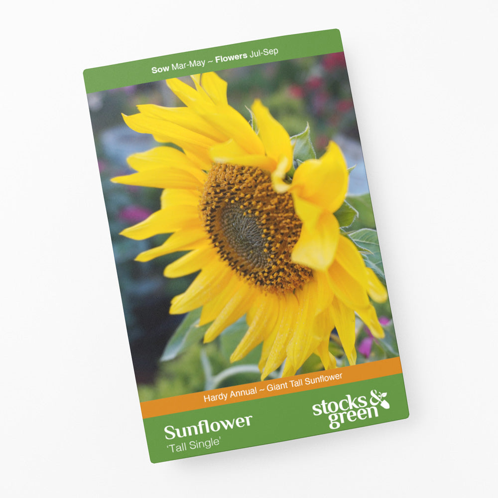Helianthus 'Tall Single' (Sunflower) Seeds