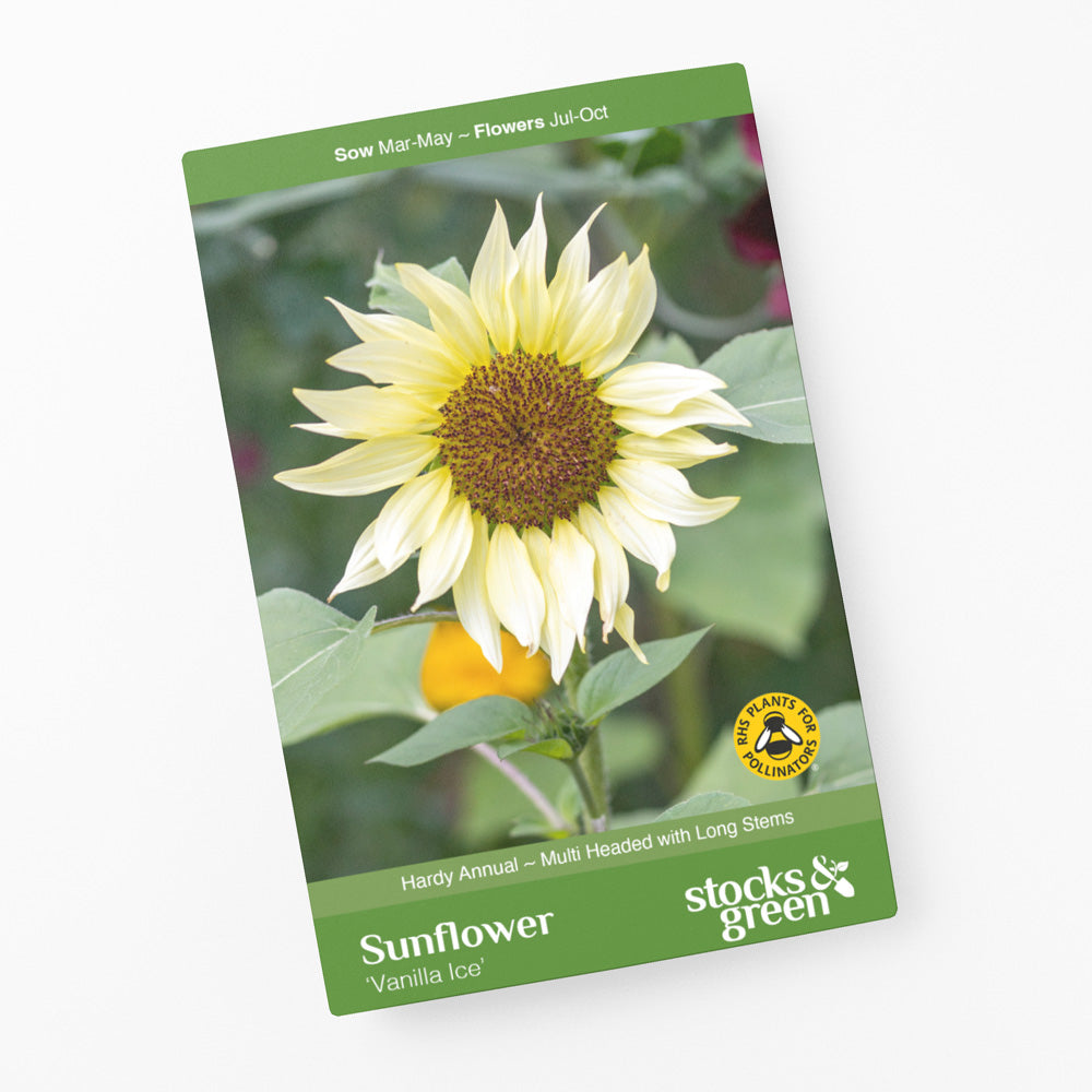 Helianthus 'Vanilla Ice' (Sunflower) Seeds