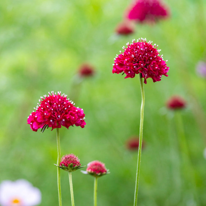 Scabiosa 'Raspberry Swirl' Seeds
