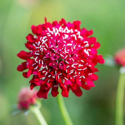 Scabiosa 'Raspberry Swirl' Seeds