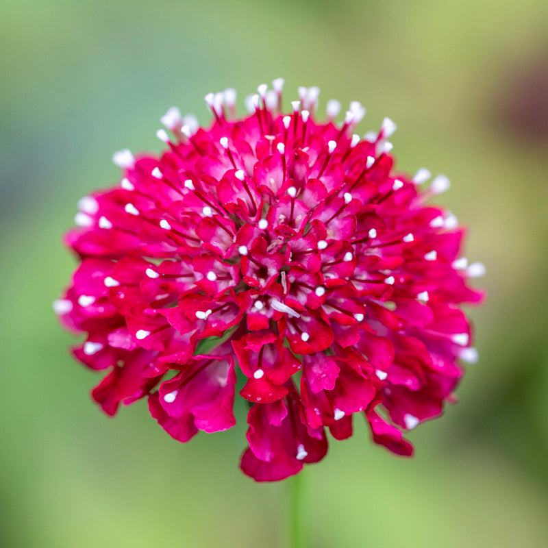 Scabiosa 'Raspberry Swirl' Seeds