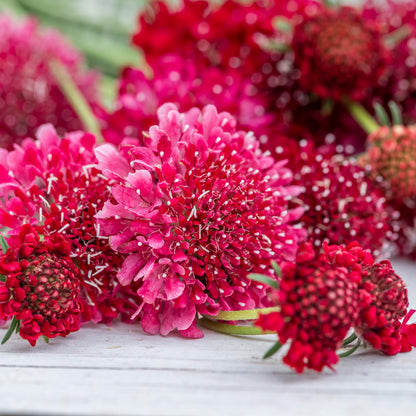 Scabiosa 'Raspberry Swirl' Seeds