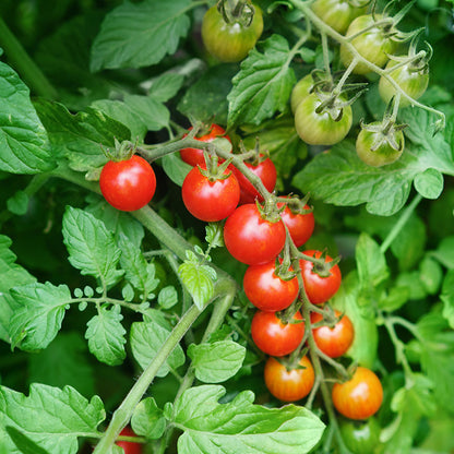 Tomato 'Micro Cherry' Seeds
