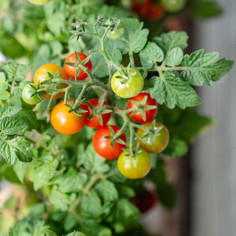 Tomato 'Micro Cherry' Seeds