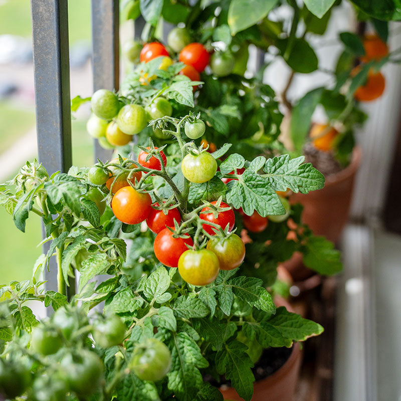 Tomato 'Micro Cherry' Seeds