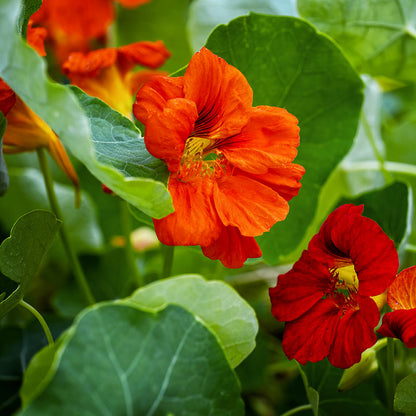 Tropaeolum 'Mahogany Jewel' (Nasturtium) Seeds