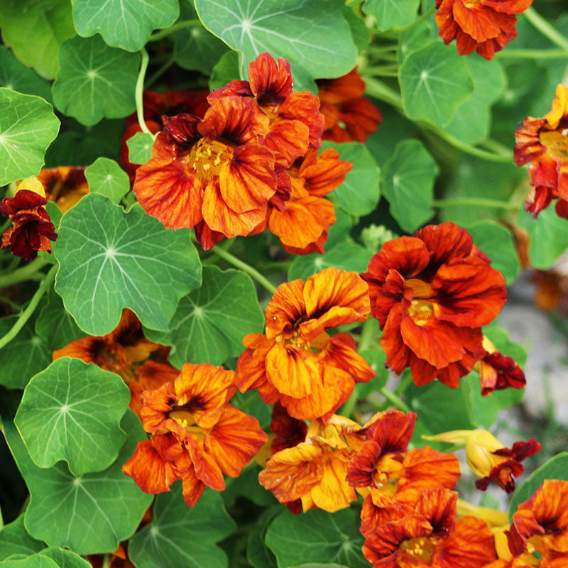 Tropaeolum 'Mahogany Jewel' (Nasturtium) Seeds
