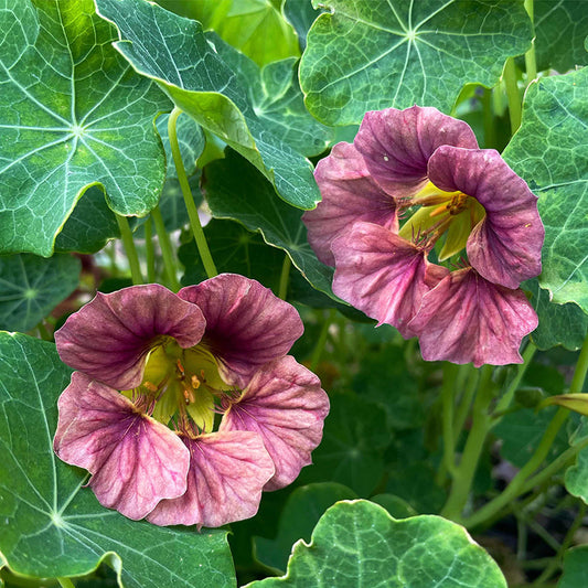 Tropaeolum 'Purple Emperor' (Nasturtium) Seeds