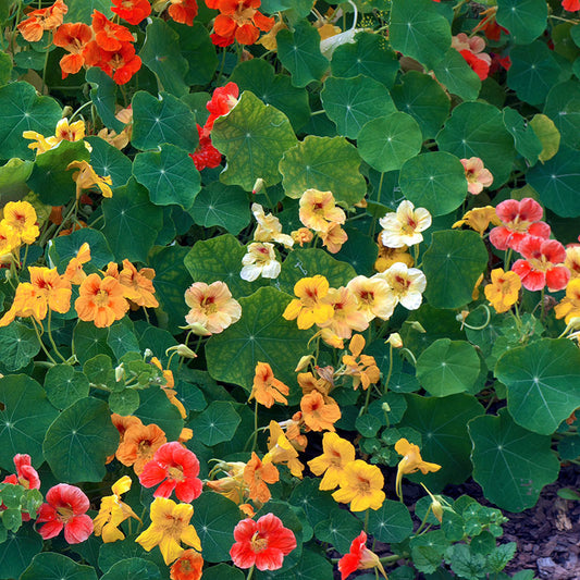 Tropaeolum 'Tall Single Mixed' (Nasturtium) Seeds