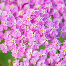 Load image into Gallery viewer, Achillea &#39;Cerise Queen&#39; Seeds
